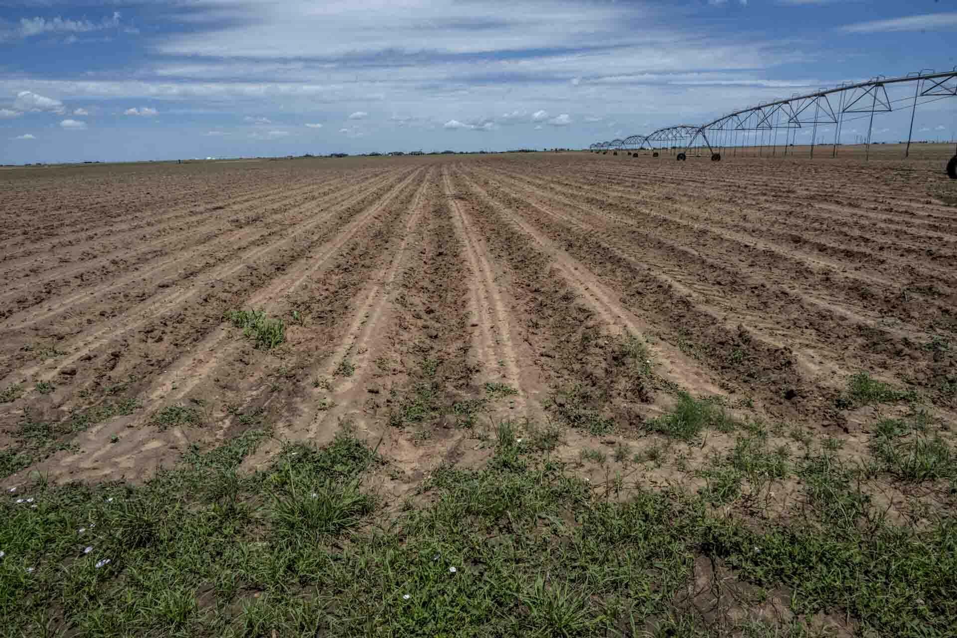 172 Acres in New Home, Lynn County, TX