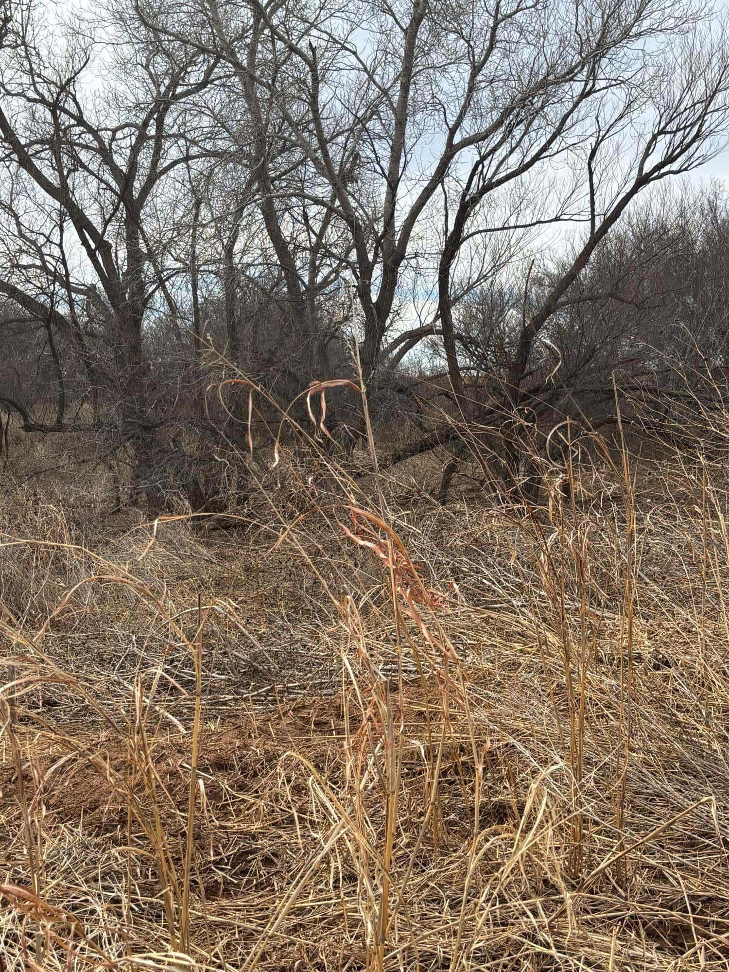 161 Acres in Childress, Childress County, TX