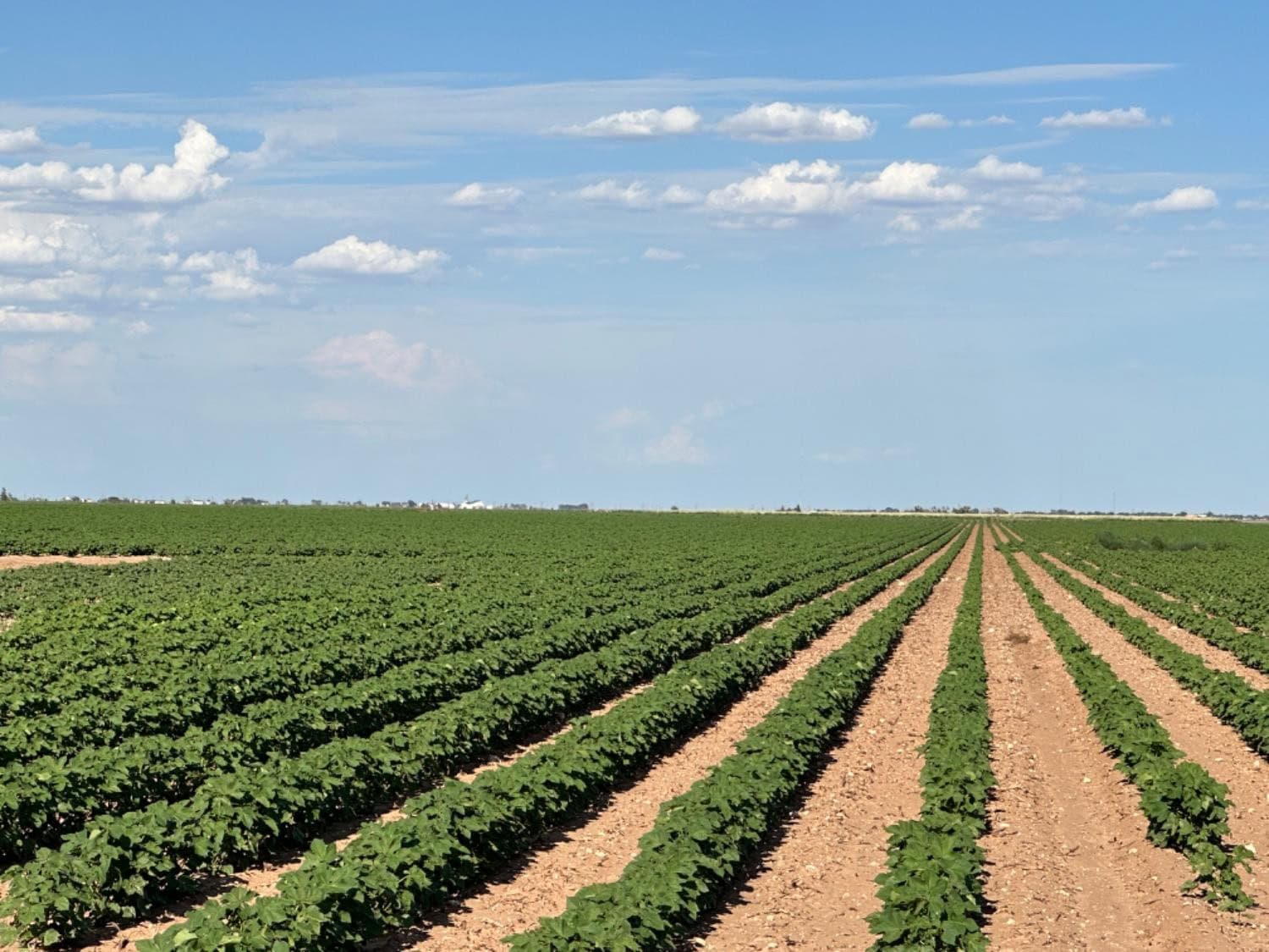 228.52 Acres in Ropesville, Hockley County, TX