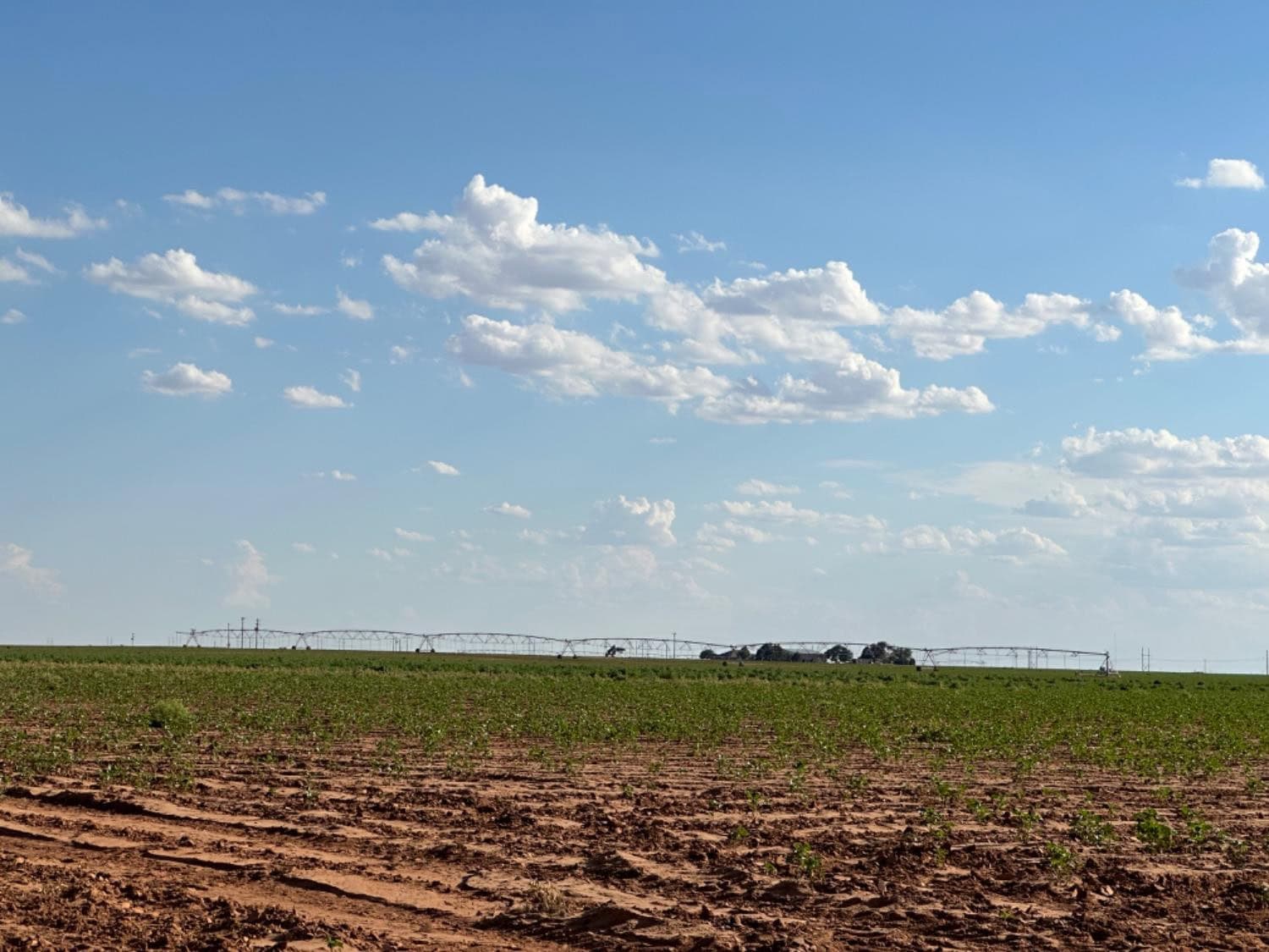 159.90 Acres in Ropesville, Hockley County, TX
