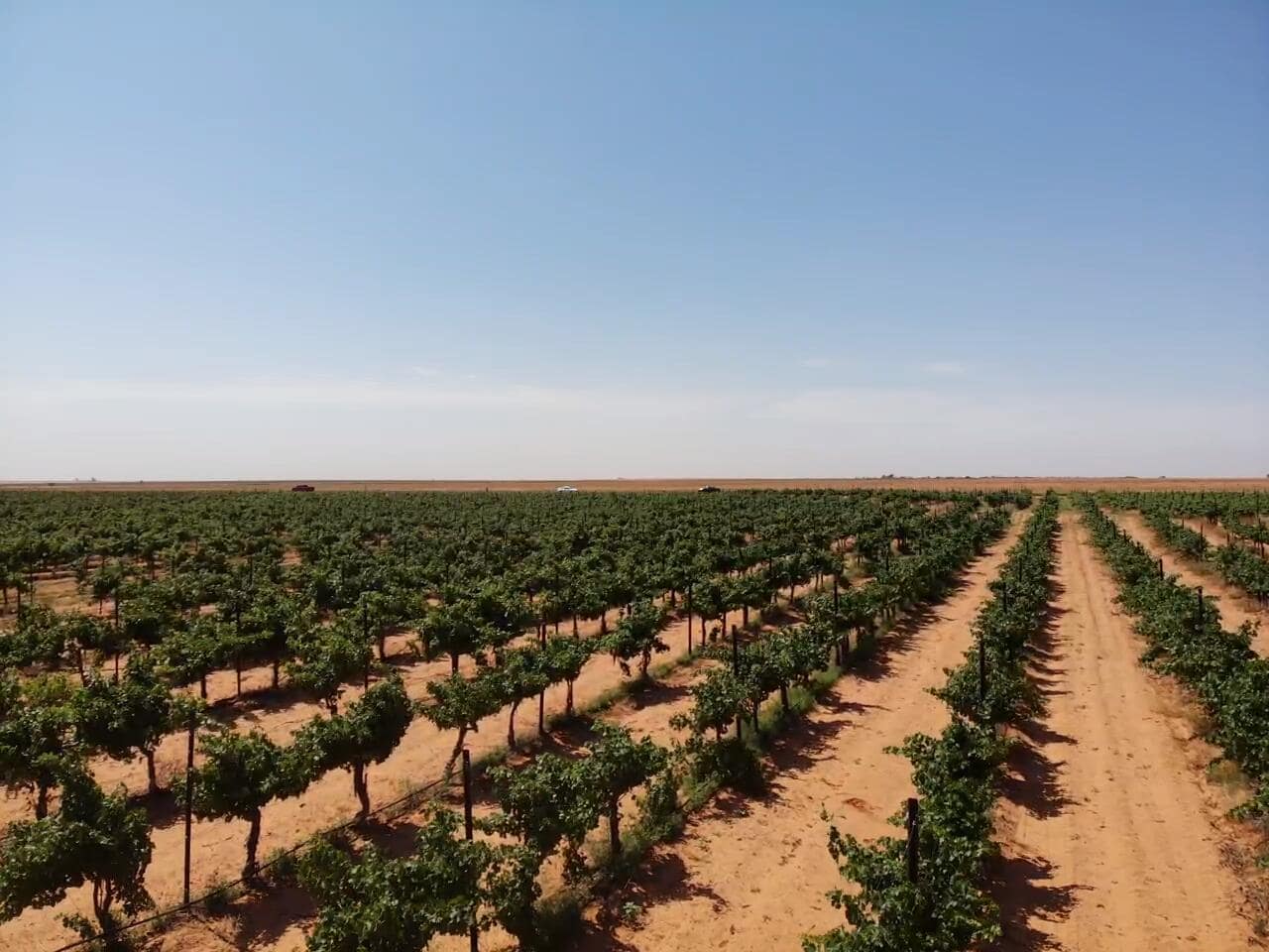 320 Acres in Brownfield, Terry County, TX