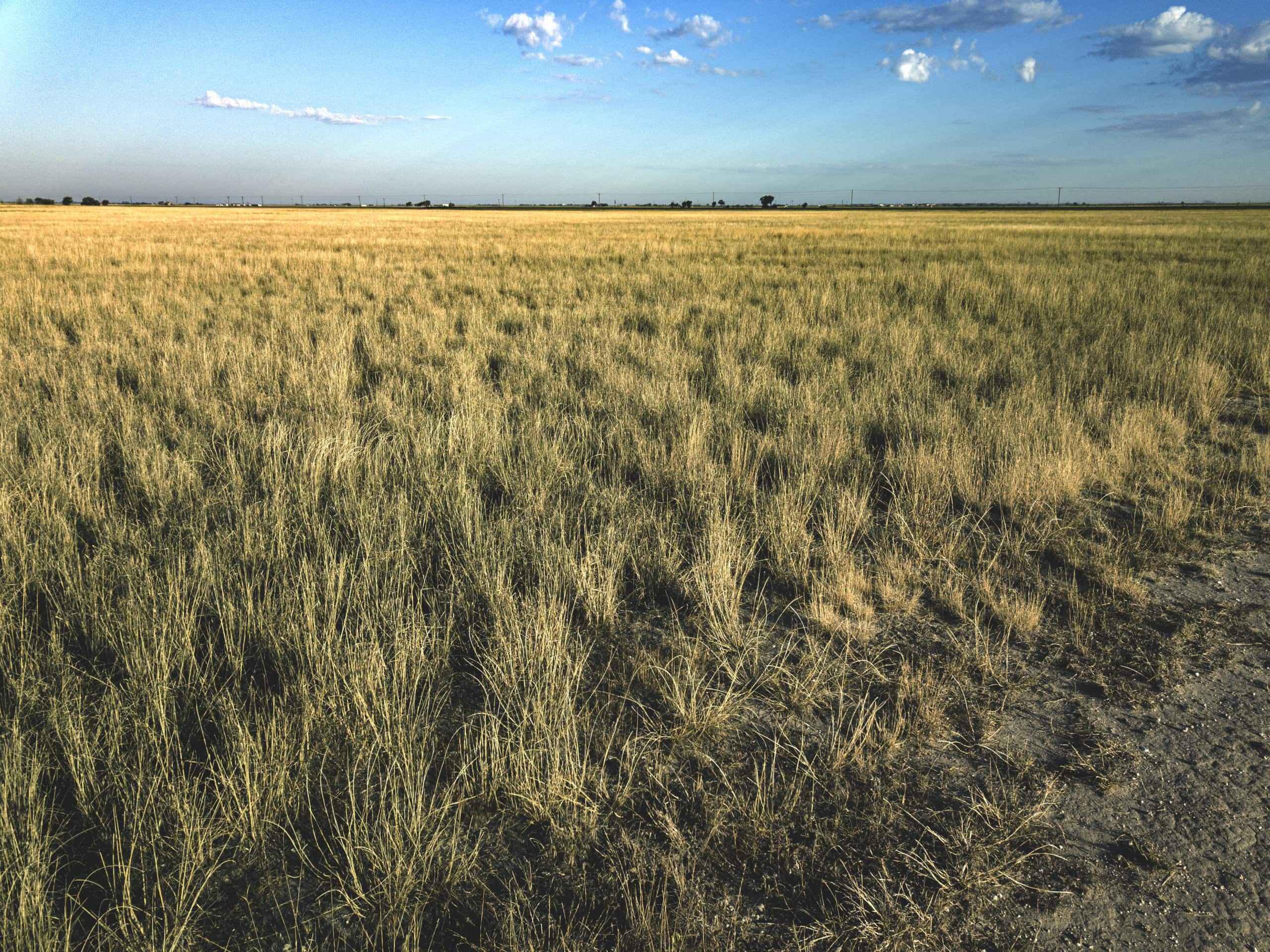 Conservation easement land in Texas — dryland grass on the South Plains under open sky